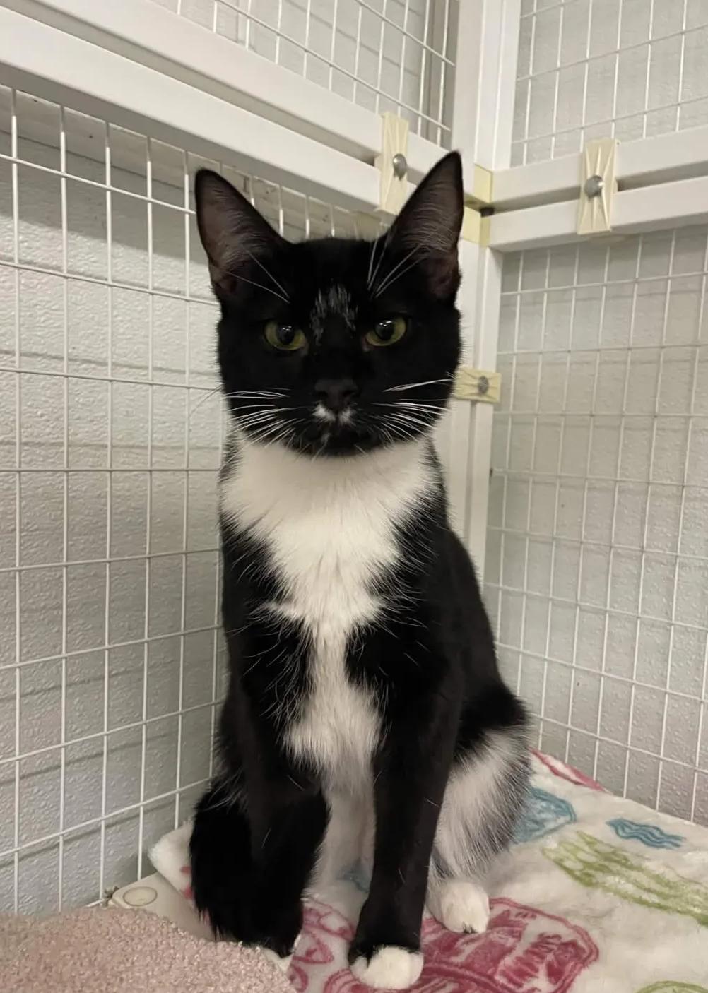 Domino, adoptable, Kitten Female Domestic Short Hair.