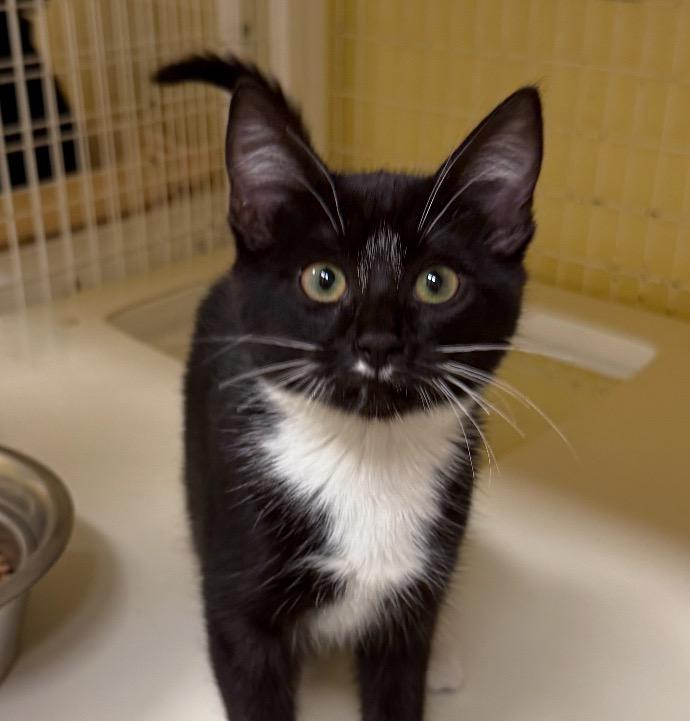 Domino, a Adoptable Domestic Short Hair in San Luis Obispo, CA image 2/3