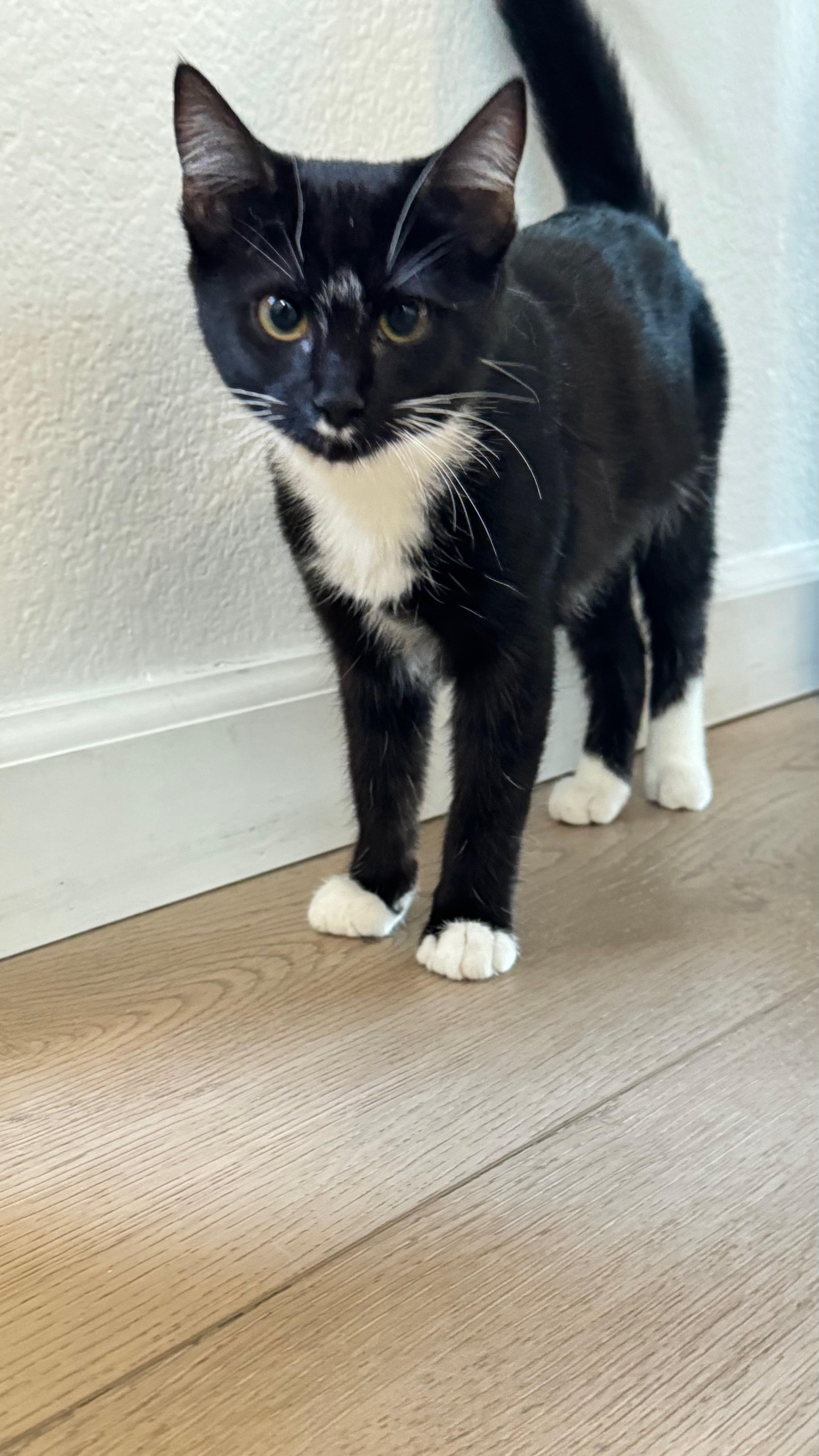 Domino, a Adoptable Domestic Short Hair in San Luis Obispo, CA image 3/3