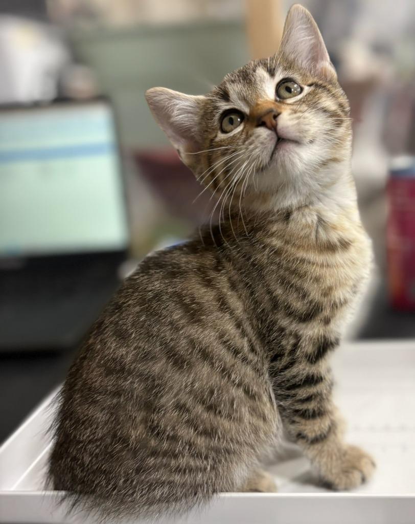 Lilac, Adopted, Kitten Female Domestic Short Hair.