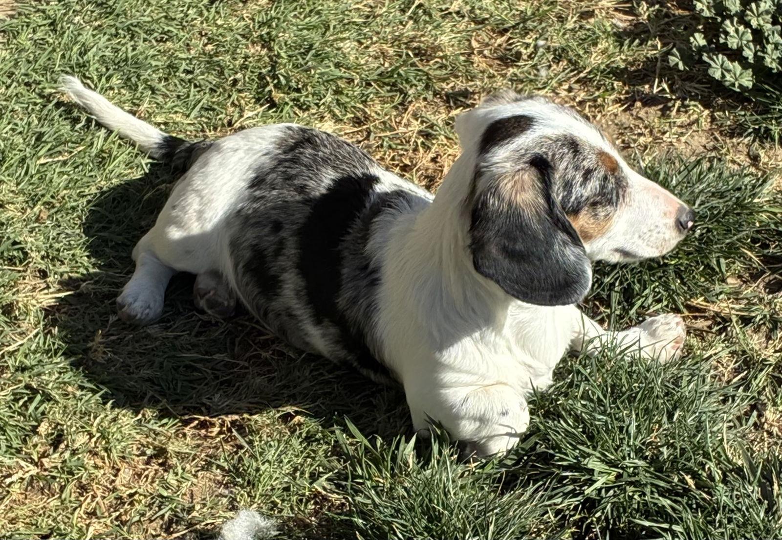 Gabby, Adopted, Young Female Dachshund.