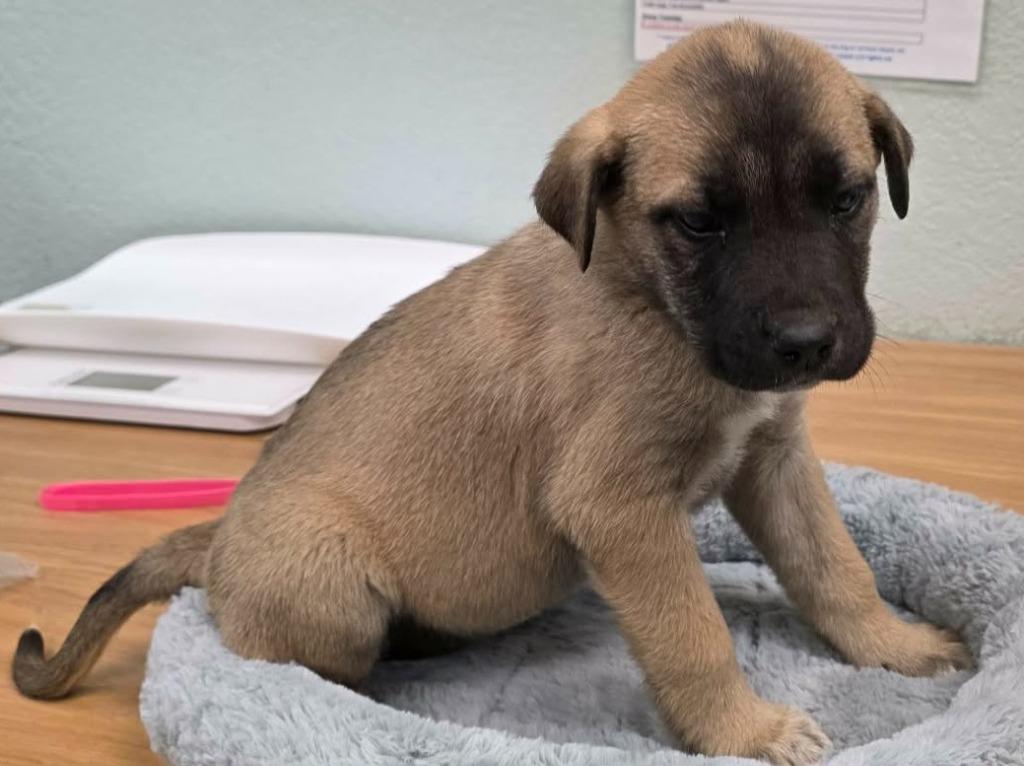 Stormi, Adoptable, Puppy Female Shepherd & Belgian Shepherd / Malinois.