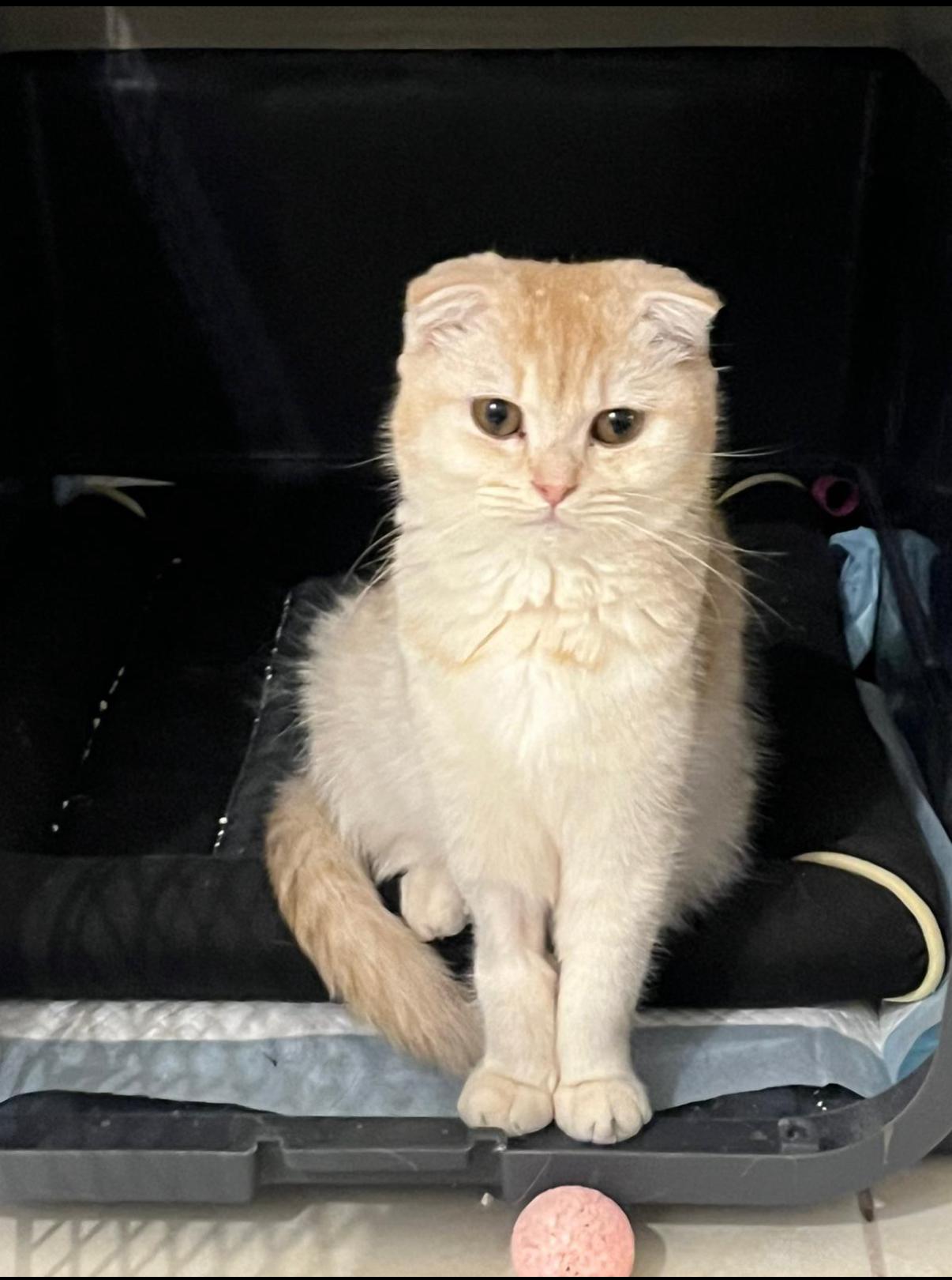 Enlarge Mujizah, a Adopted Scottish Fold in Whitewater, WI image 1/1