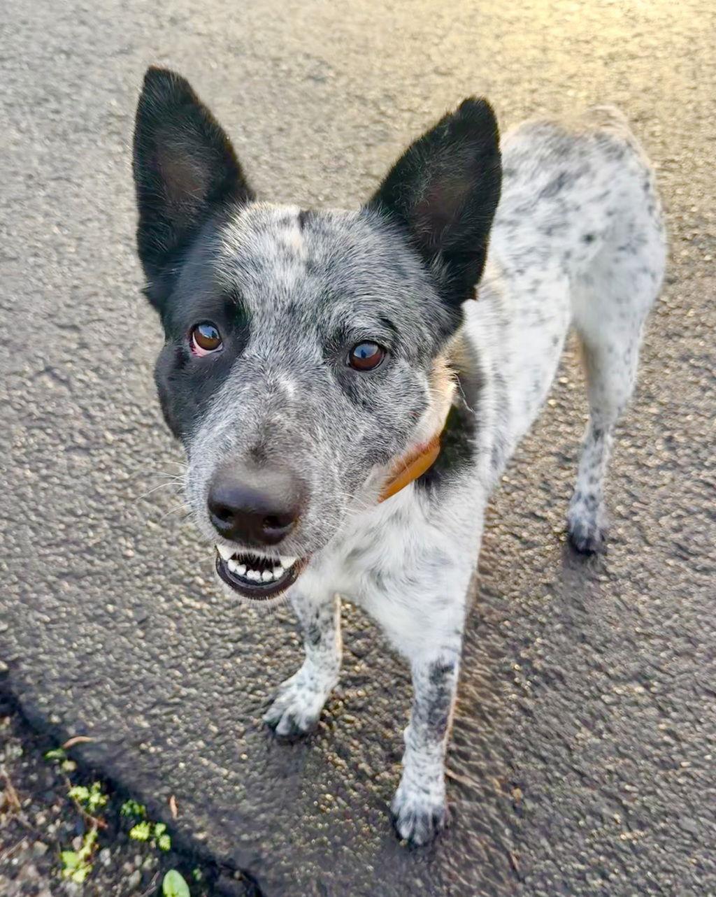 Enlarge Mr, Bones 51181, a Adoptable Australian Cattle Dog / Blue Heeler in Petaluma, CA image 1/2