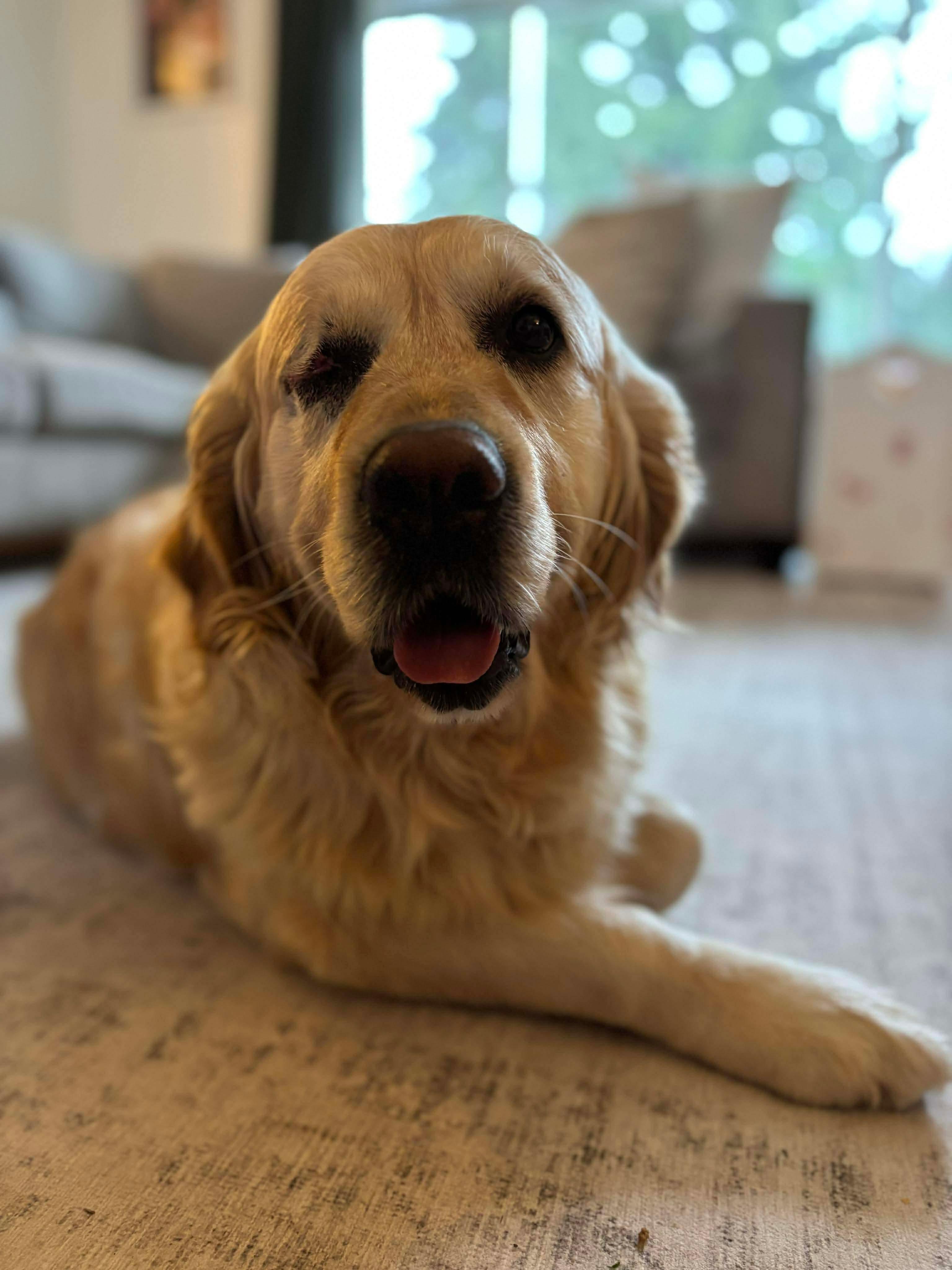 Enlarge Indy, an adopted Golden Retriever in vancouver, WA image 2/5