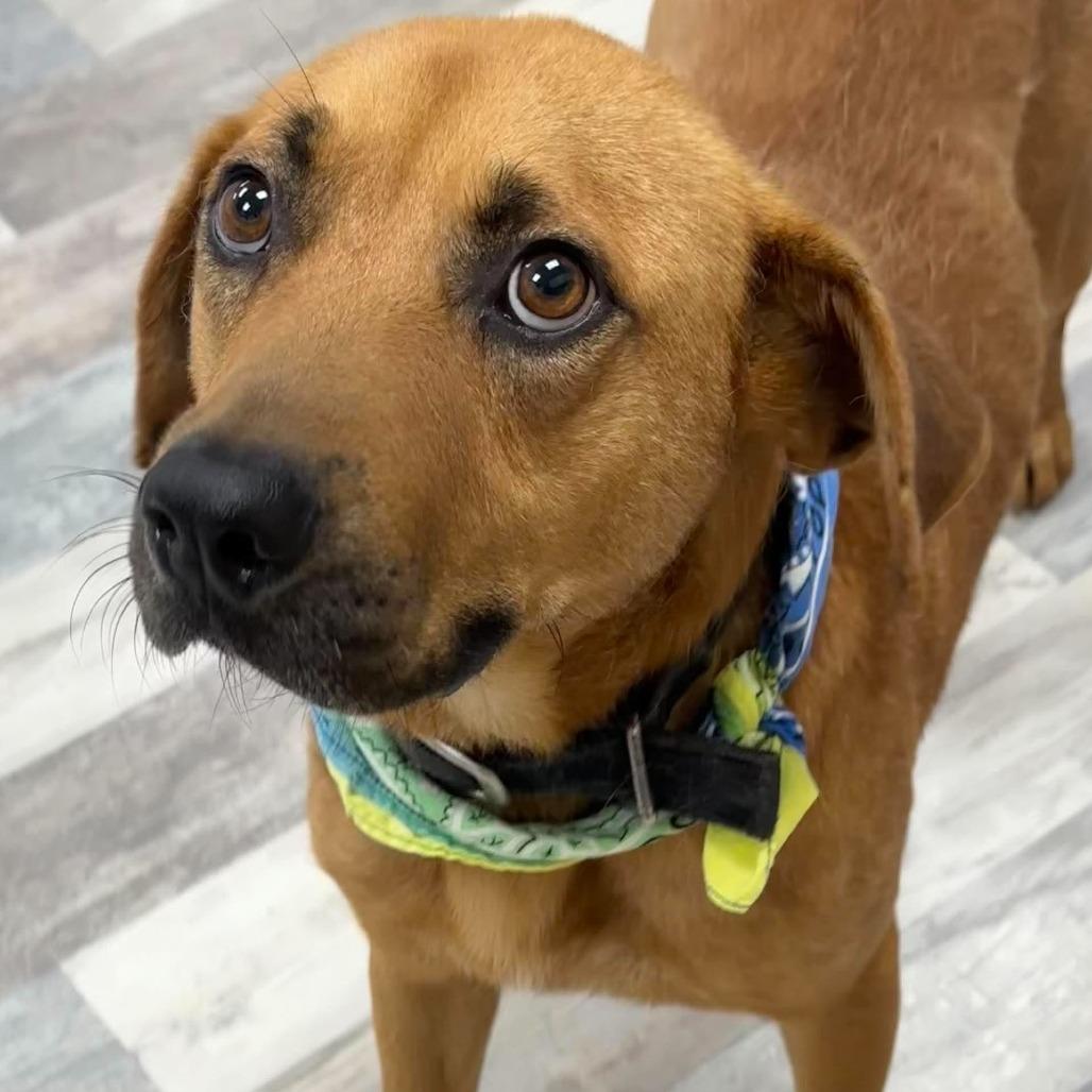 Roscoe, Adoptable, Adult Male Black Mouth Cur.