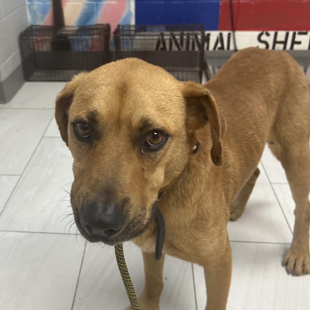 Enlarge Roscoe, a Adoptable Black Mouth Cur in Lufkin, TX image 2/4