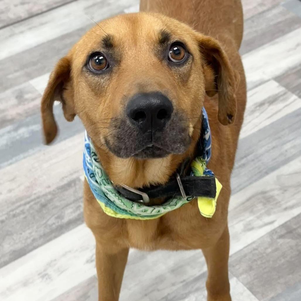 Enlarge Roscoe, a Adoptable Black Mouth Cur in Lufkin, TX image 3/4