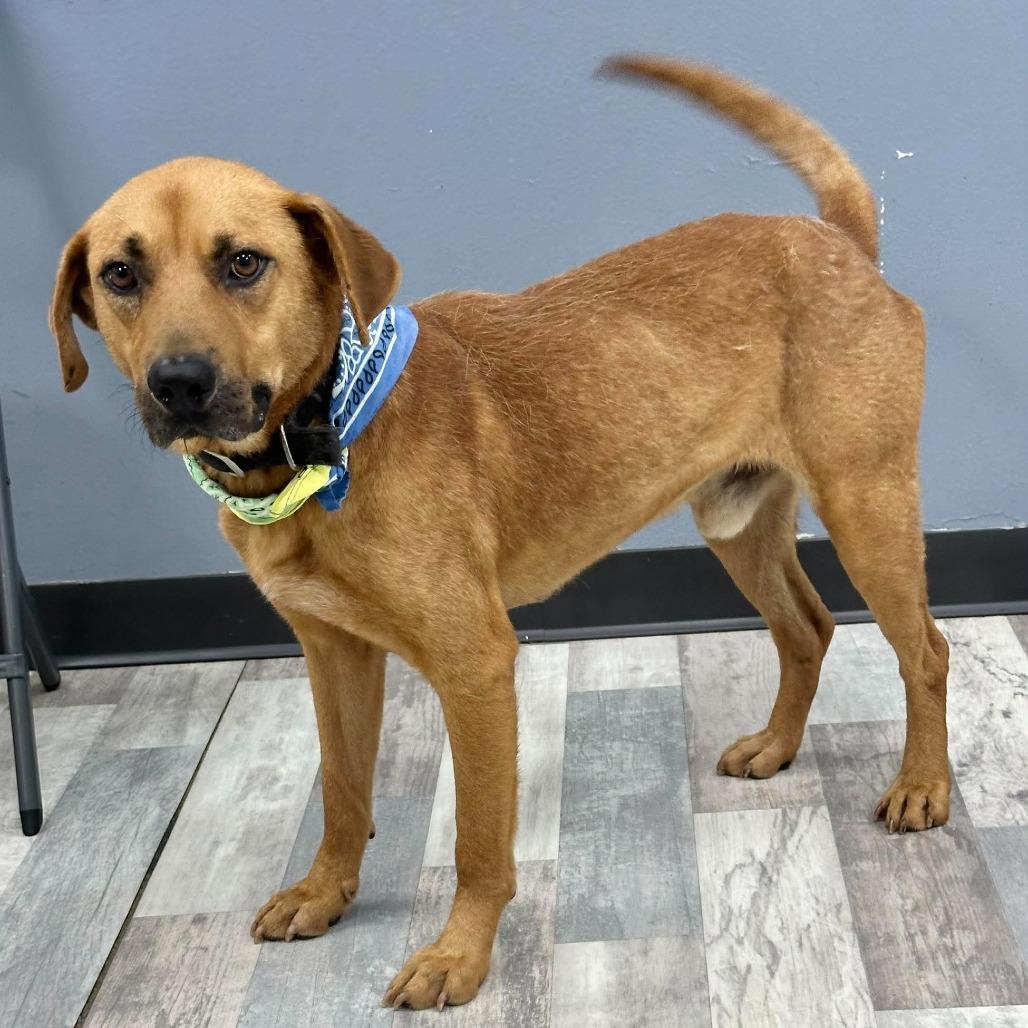 Enlarge Roscoe, a Adoptable Black Mouth Cur in Lufkin, TX image 4/4