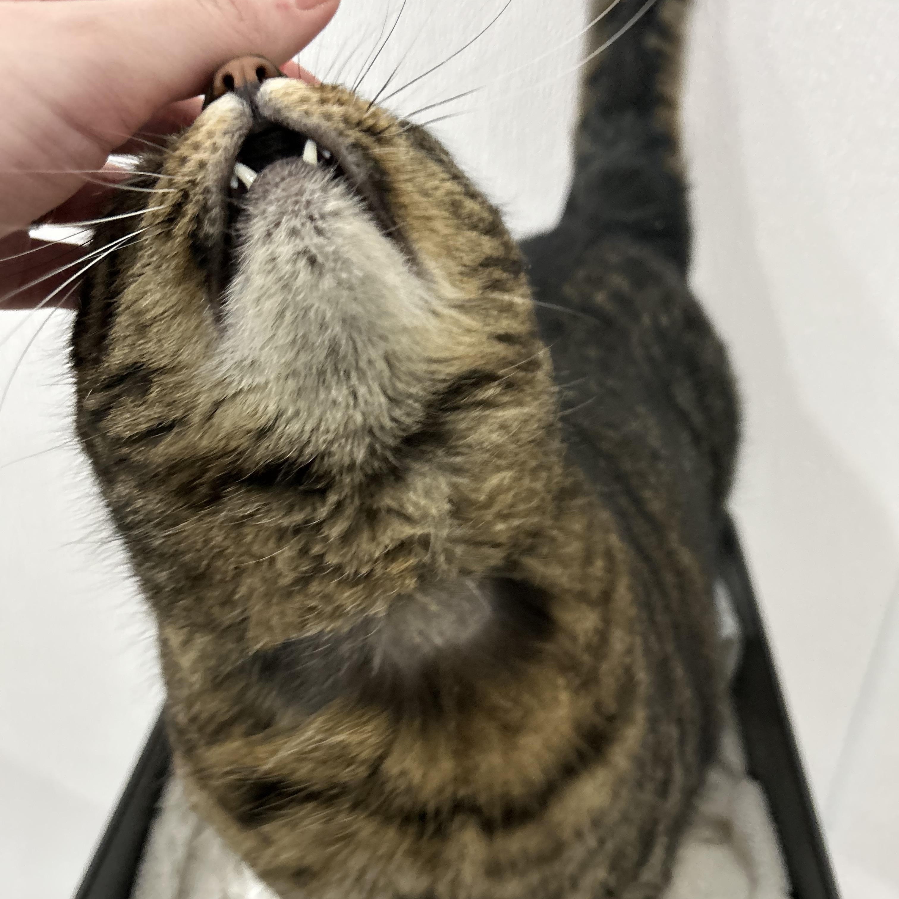 Enlarge Pipsqueak, a ADOPTABLE Domestic Short Hair in Lansing, MI image 3/4