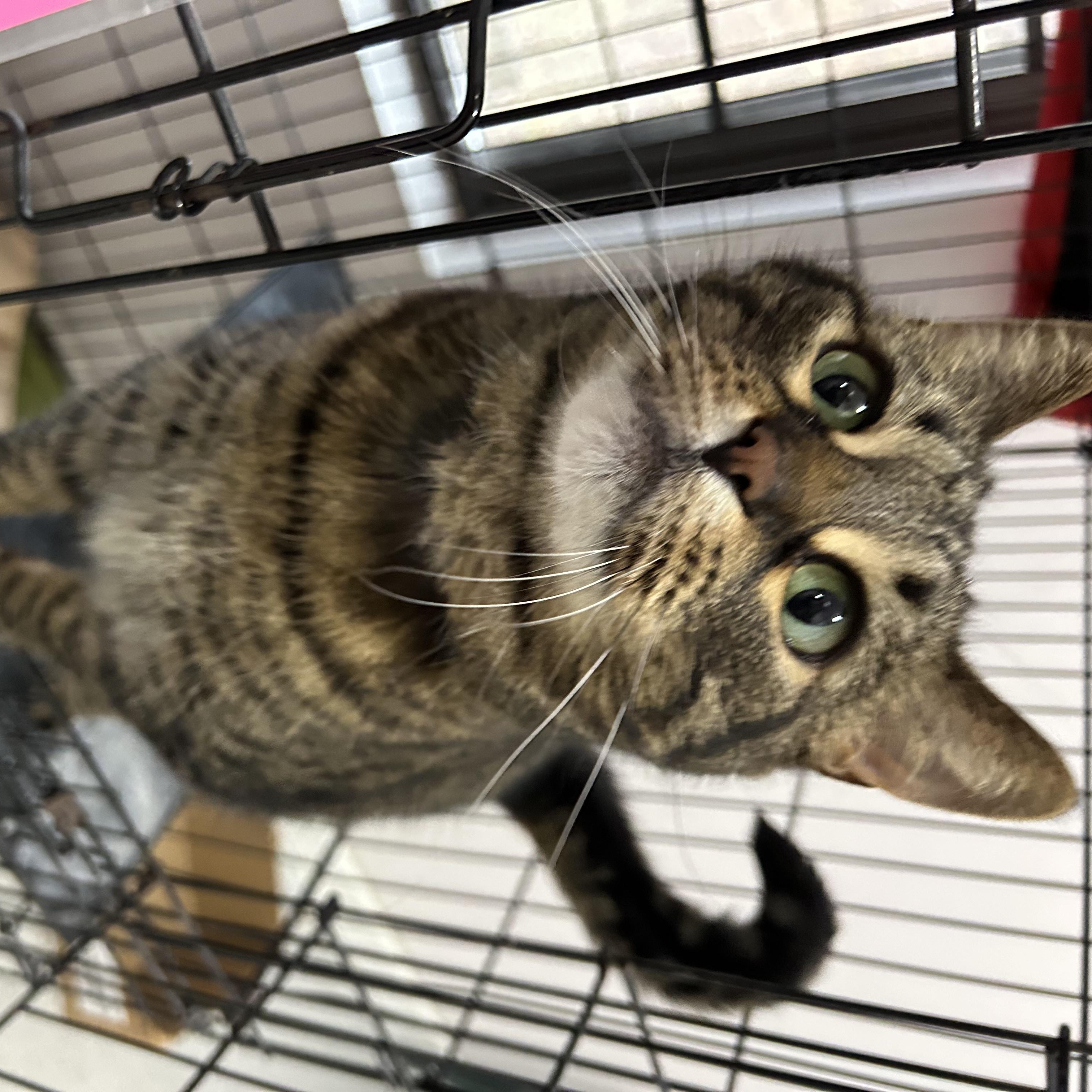 Enlarge Pipsqueak, a ADOPTABLE Domestic Short Hair in Lansing, MI image 4/4