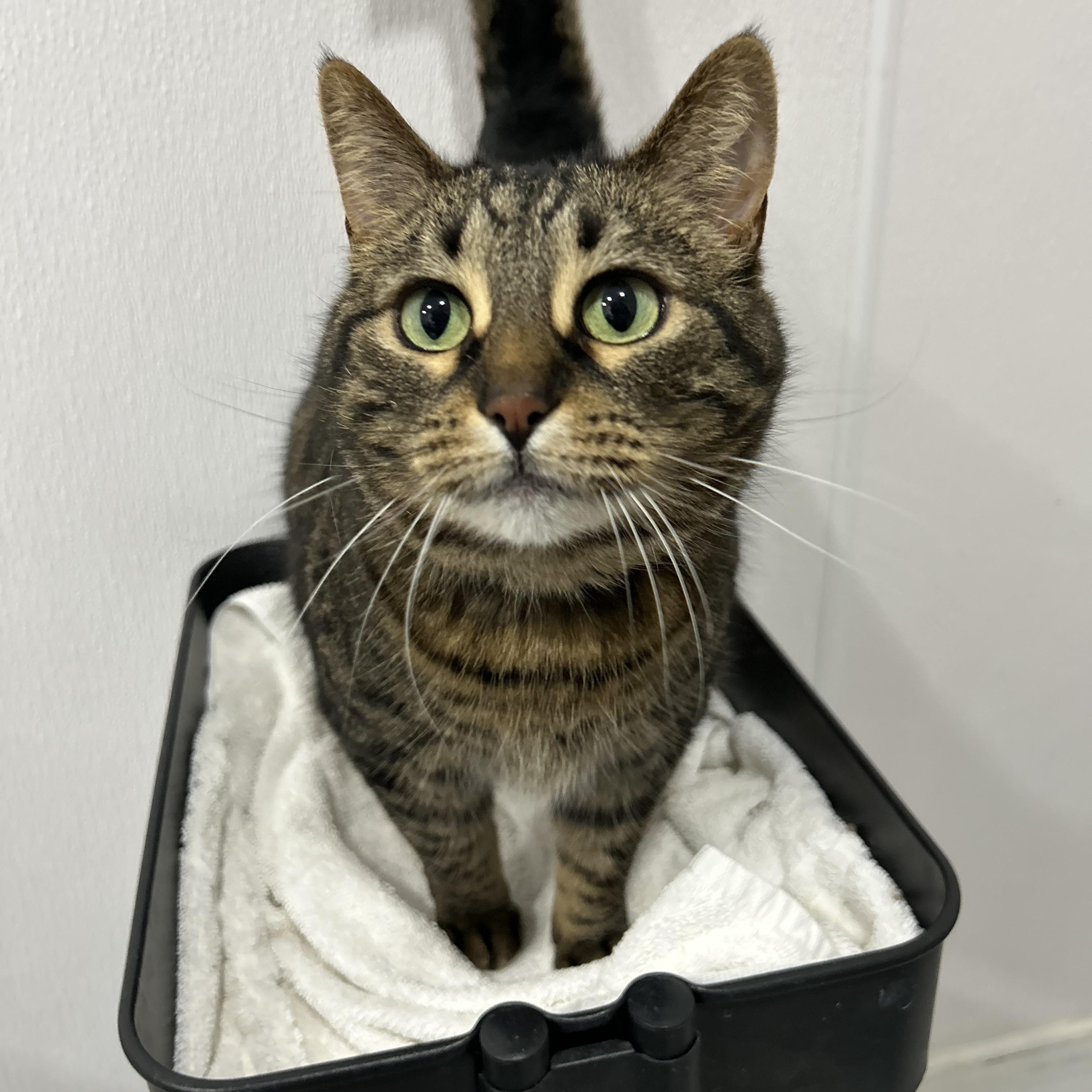 Enlarge Pipsqueak, a ADOPTABLE Domestic Short Hair in Lansing, MI image 2/4