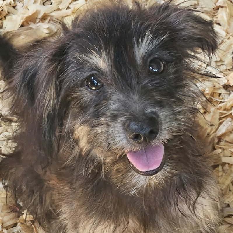 Enlarge Sprout, a Adoptable Terrier in Katy, TX image 1/1