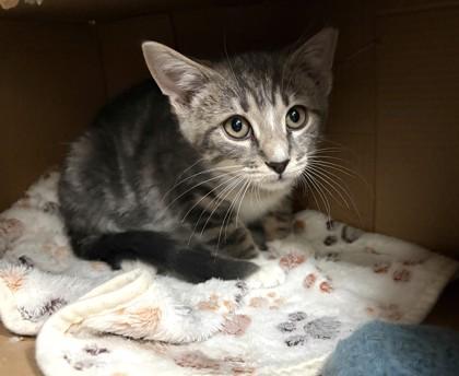 Enlarge Popoki, a Adoptable mixed breed in New Hope, PA image 1/2