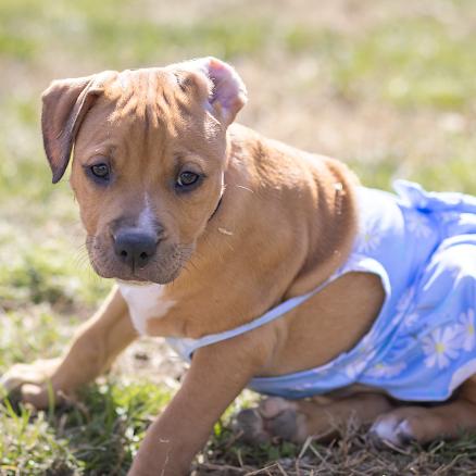 Enlarge Poppy, a Adoptable Pit Bull Terrier in Pasadena, MD image 1/6