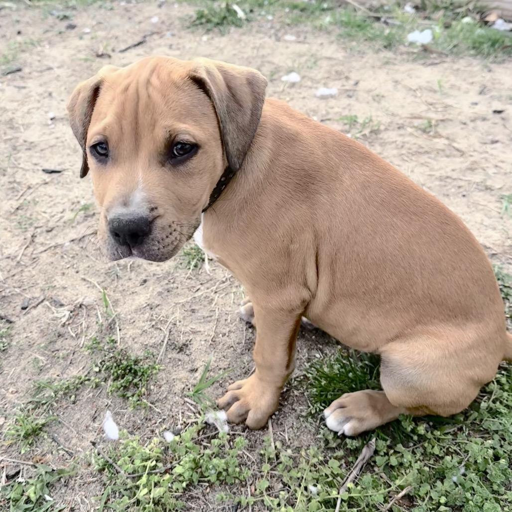 Enlarge Poppy, a Adoptable Pit Bull Terrier in Annapolis, MD image 6/6
