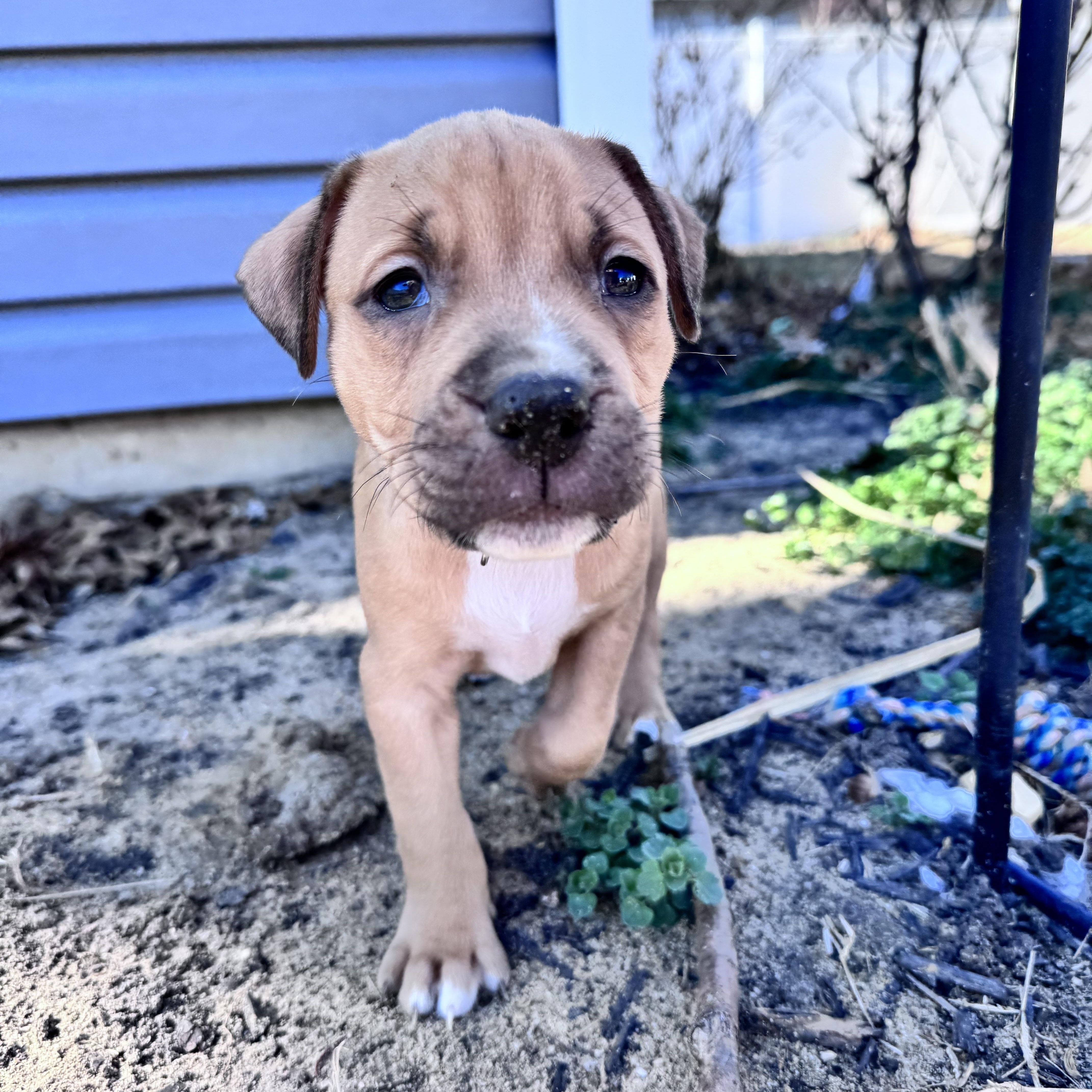 Enlarge Poppy, a Adoptable Pit Bull Terrier in Pasadena, MD image 2/6