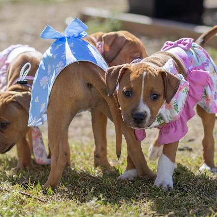Enlarge Poppy, a Adoptable Pit Bull Terrier in Pasadena, MD image 5/6