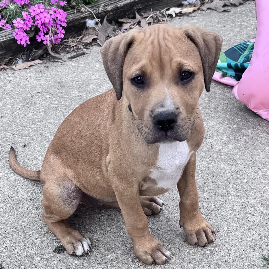 Enlarge Poppy, a Adoptable Pit Bull Terrier in Annapolis, MD image 2/6