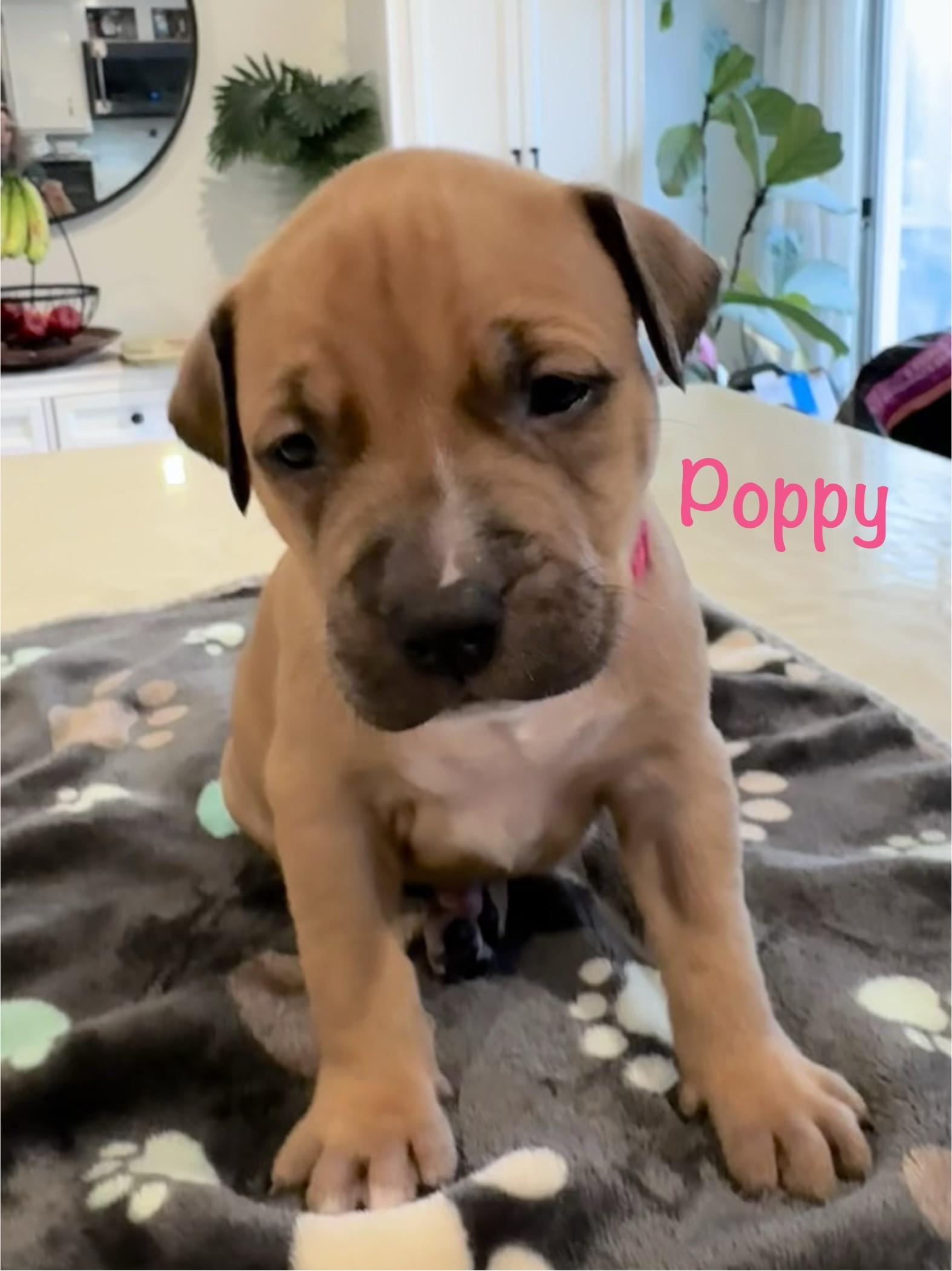 Poppy, Adoptable, Puppy Female Pit Bull Terrier.