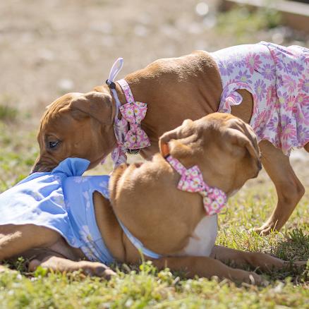Enlarge Poppy, a Adoptable Pit Bull Terrier in Pasadena, MD image 6/6