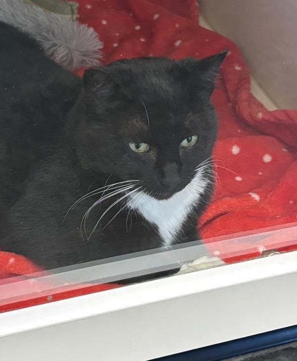 Spock, Adoptable, Adult Female Domestic Short Hair.