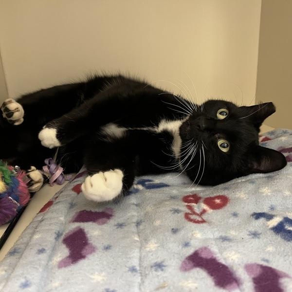 Spock, a Adoptable mixed breed in Silverdale, WA image 2/6