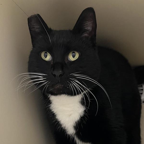 Spock, a Adoptable mixed breed in Silverdale, WA image 3/6