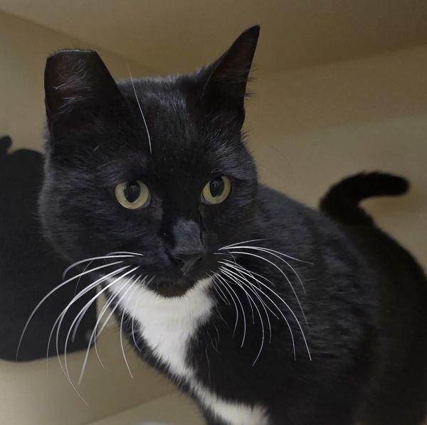 Spock, a Adoptable mixed breed in Silverdale, WA image 4/6