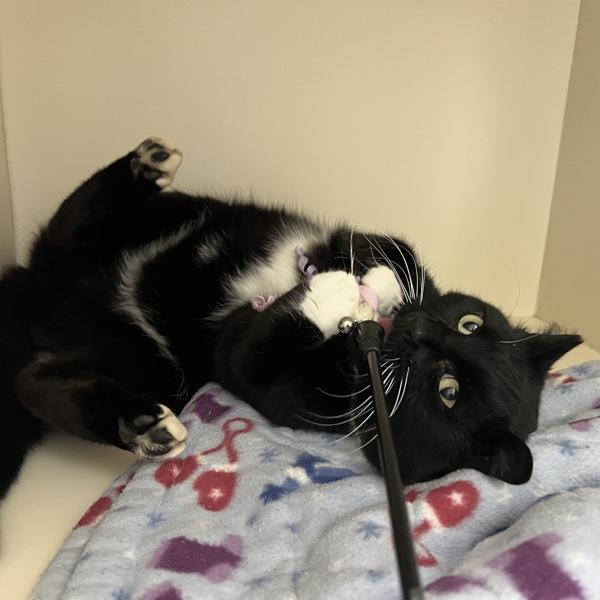 Spock, a Adoptable mixed breed in Silverdale, WA image 5/6