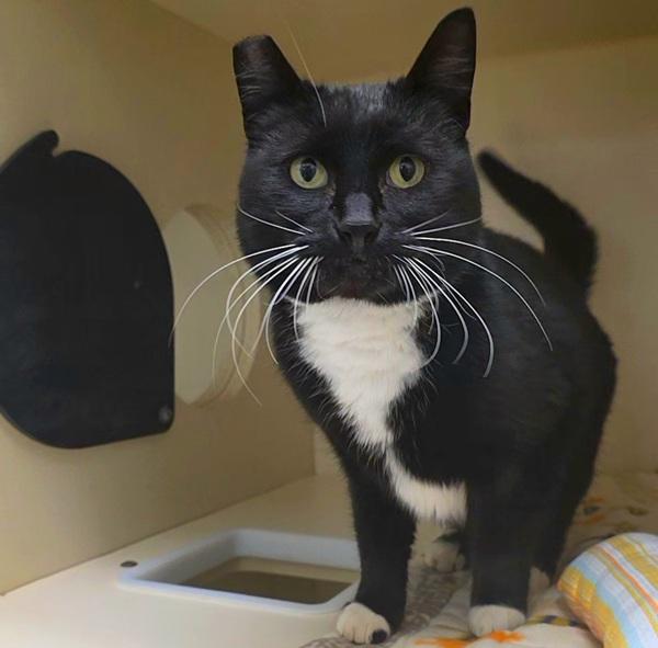 Spock, a Adoptable mixed breed in Silverdale, WA image 6/6