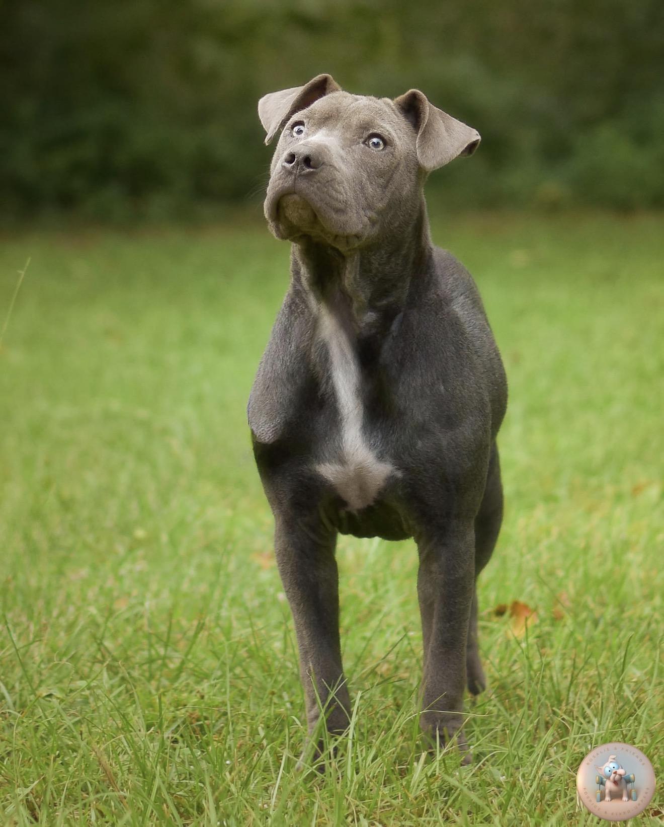 Enlarge Havana, a ADOPTABLE mixed breed in Milton, FL image 2/2