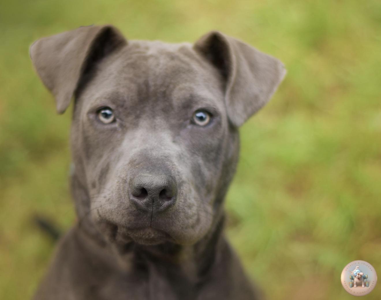 Enlarge Havana, a ADOPTABLE mixed breed in Milton, FL image 1/2