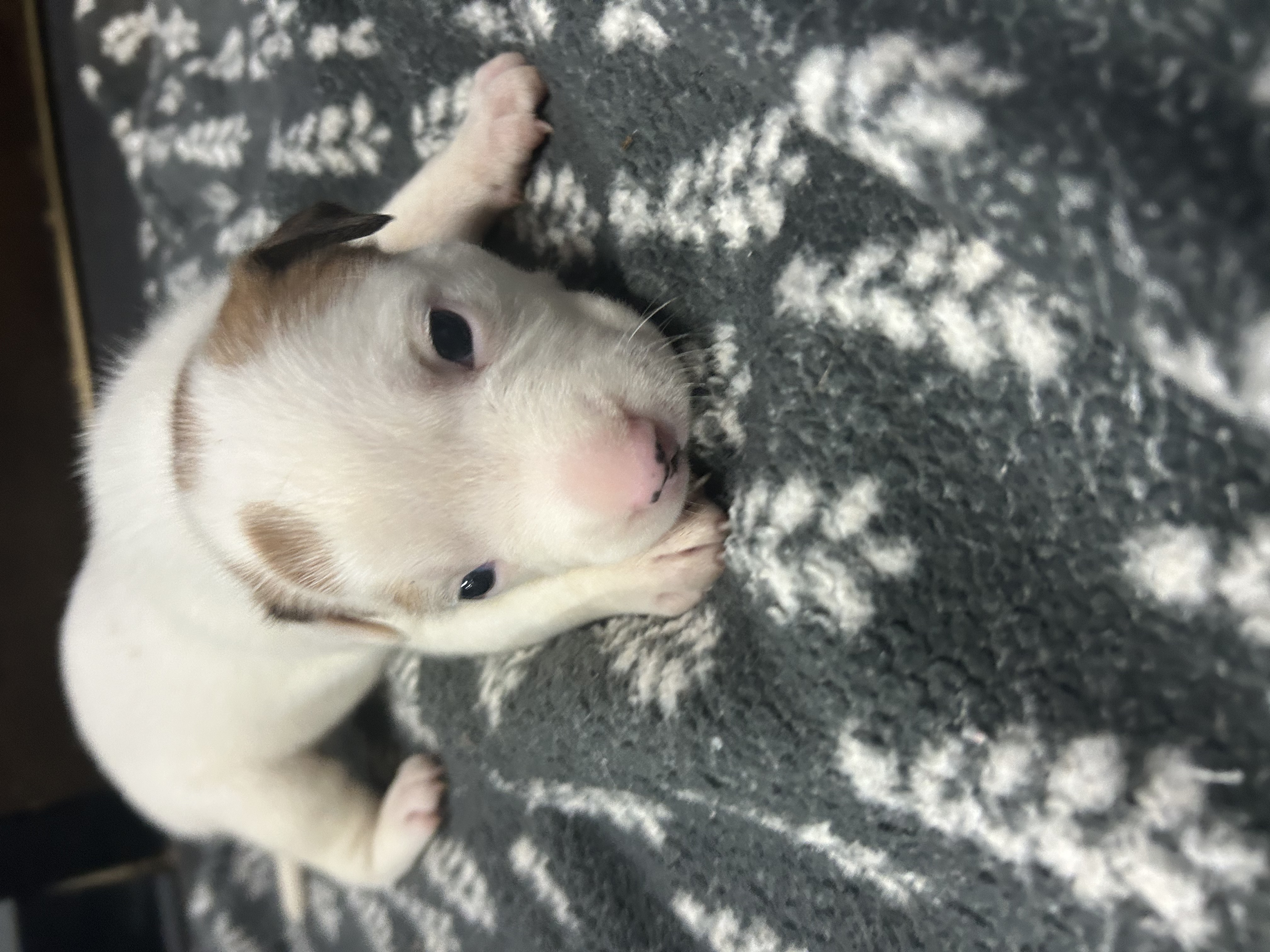 Enlarge Lily, a Adopted mixed breed in Peachtree Corners, GA image 1/2