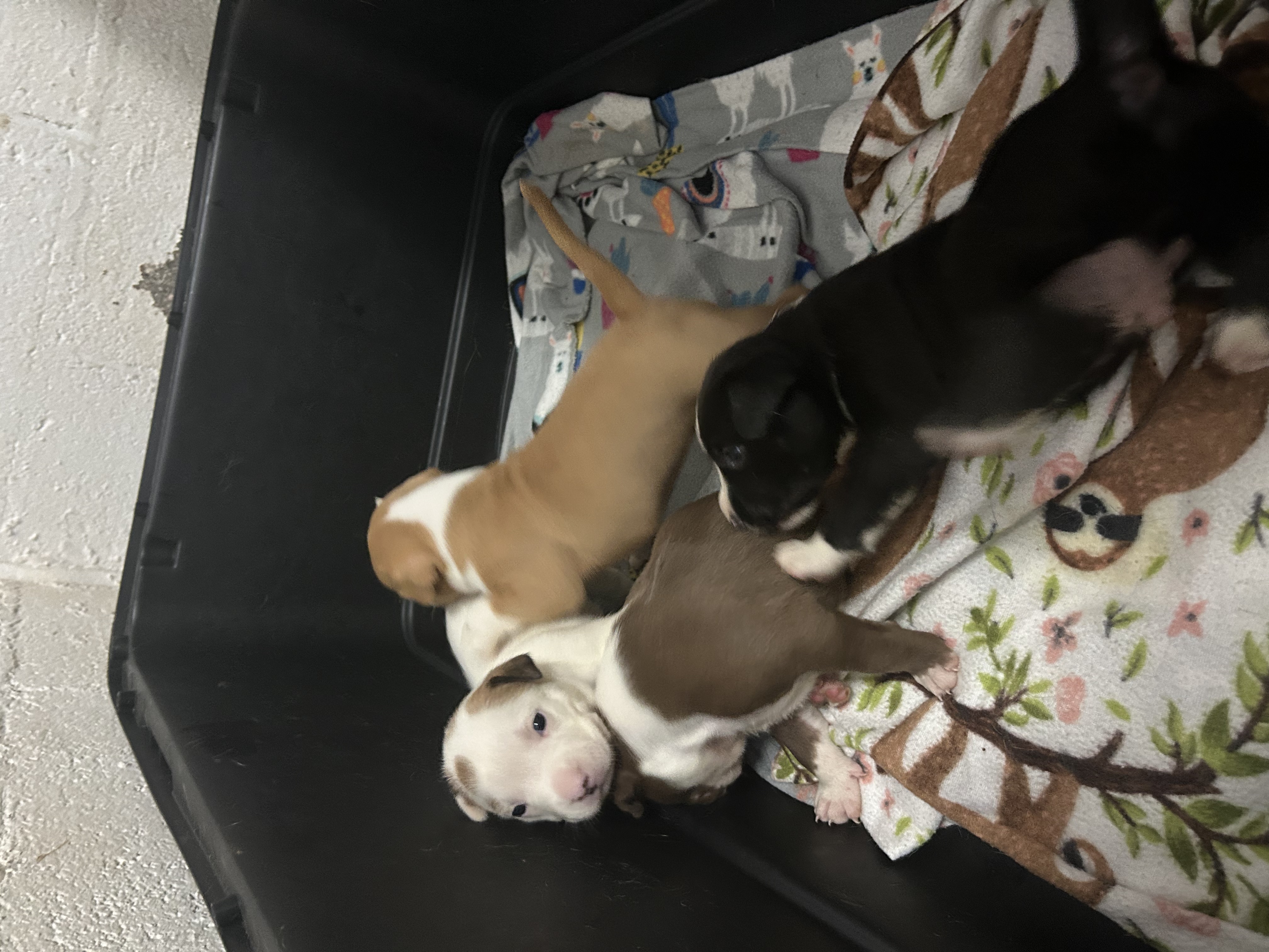 Enlarge Lily, a Adopted mixed breed in Peachtree Corners, GA image 2/2