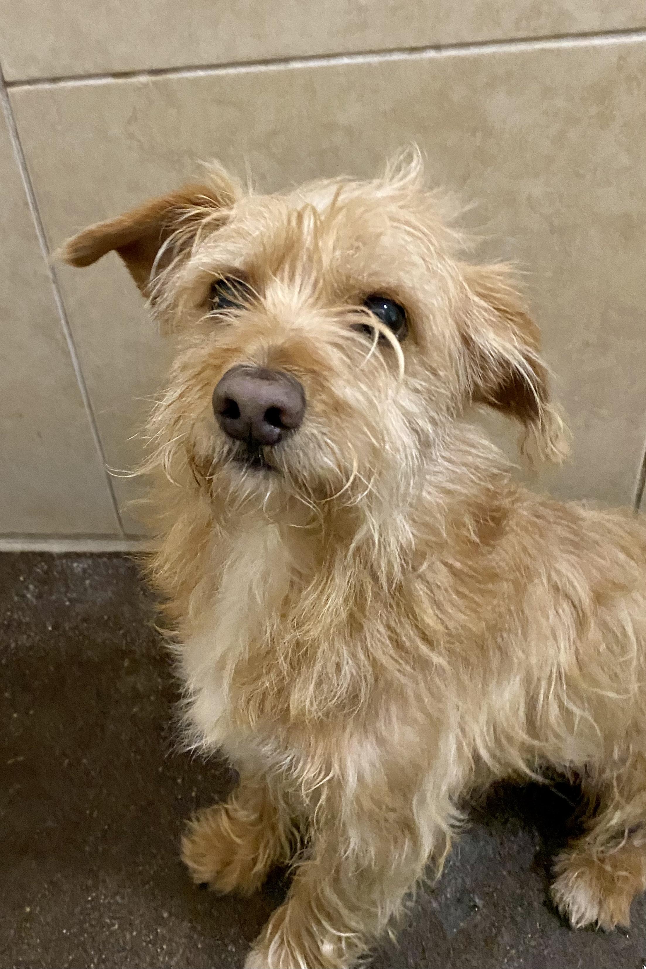 Enlarge Benson, a Adopted mixed breed in San Juan Capistrano, CA image 2/2