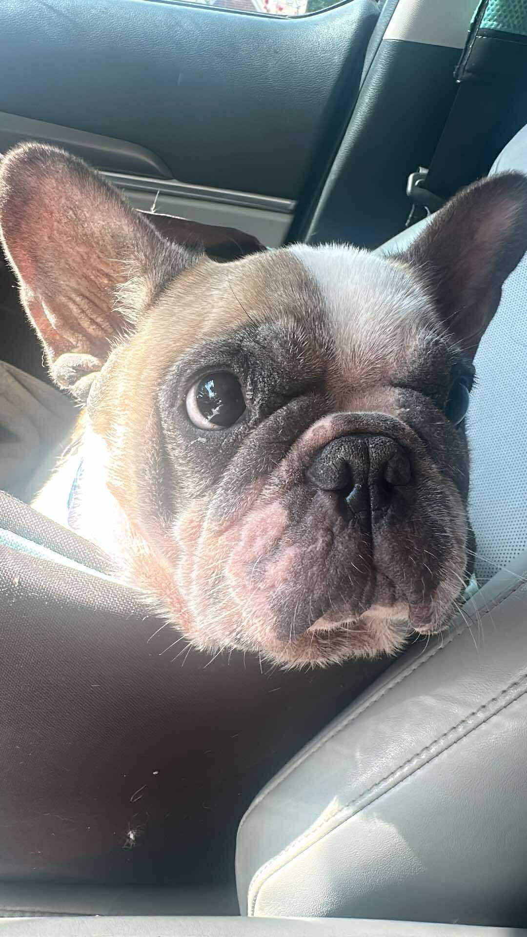 Freckles (Erin-fostered in TN), Young Female unknown