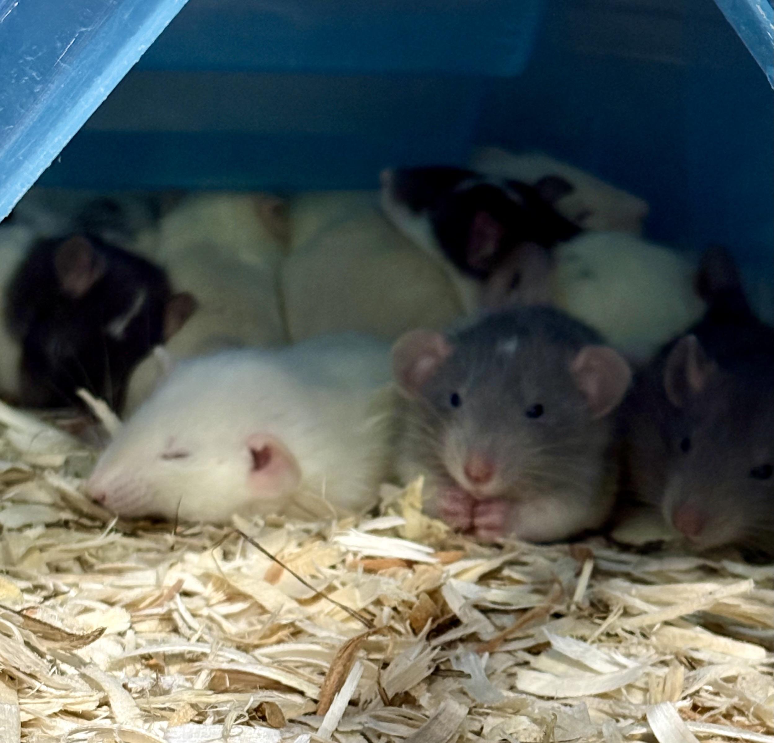 Enlarge Baby rats , a ADOPTABLE Rat in Howell, NJ image 1/1