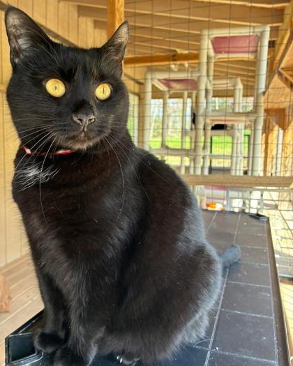 Snow White, Adoptable, Adult Female Domestic Short Hair & Domestic Short Hair.