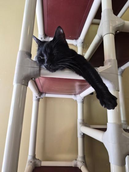 Snow White, Adoptable, Adult Female Domestic Short Hair & Domestic Short Hair.