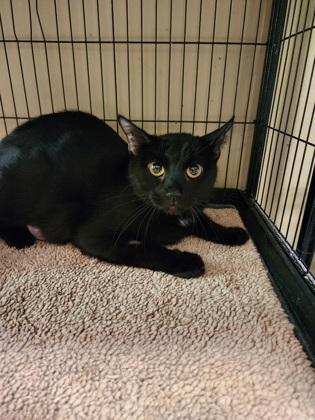 Snow White, a Adoptable Domestic Short Hair in Bloomsburg, PA image 2/2