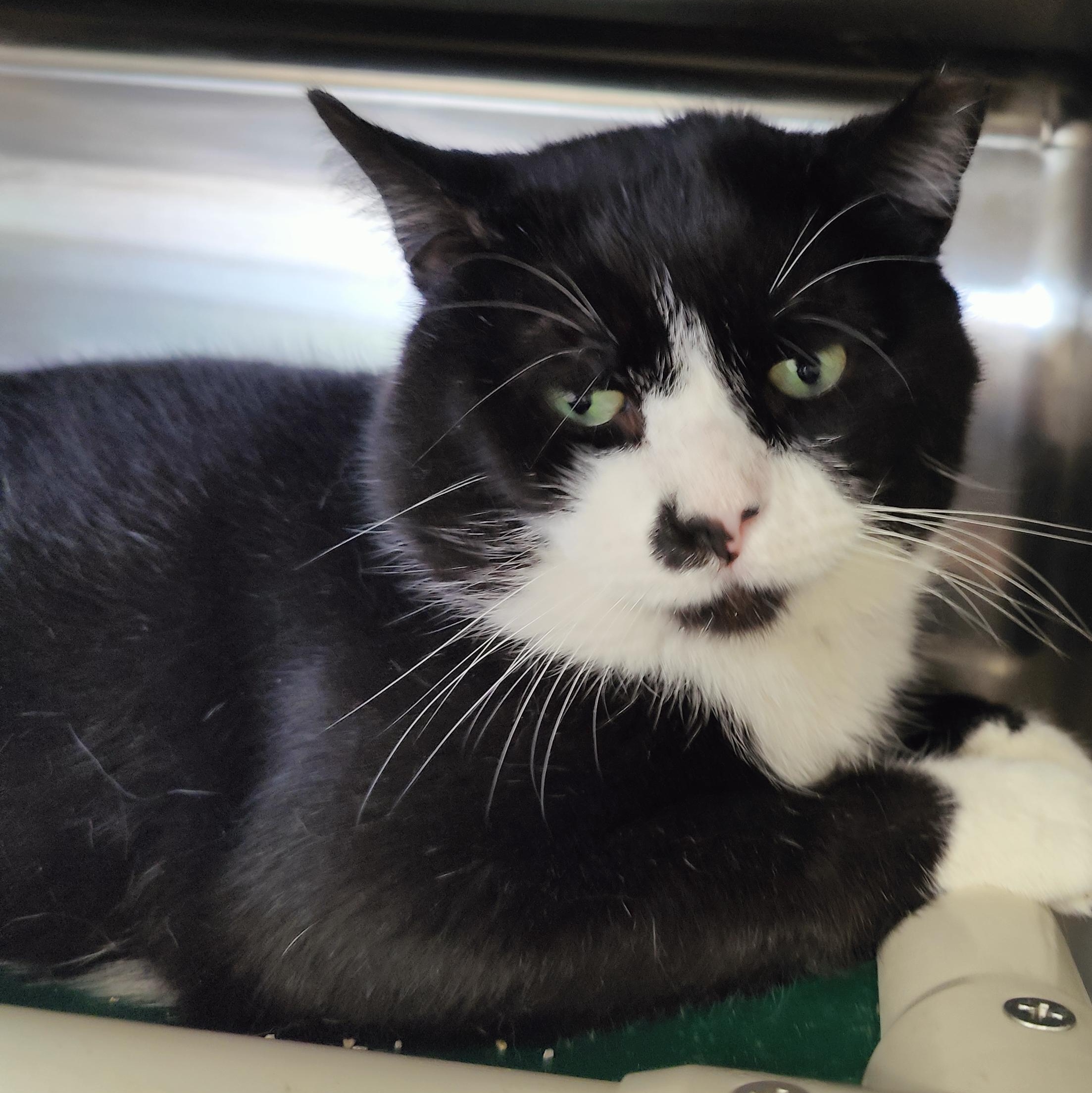 Lear, ADOPTABLE, Adult Male Domestic Short Hair.
