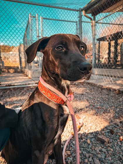 Enlarge Opal, a ADOPTABLE Mixed Breed in Missoula, MT image 1/2
