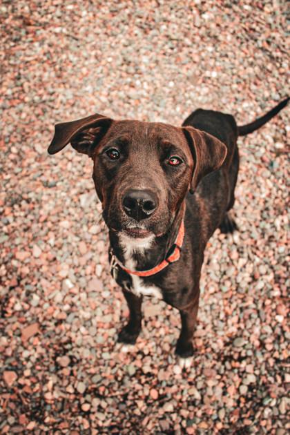 Enlarge Opal, a ADOPTABLE Mixed Breed in Missoula, MT image 2/2