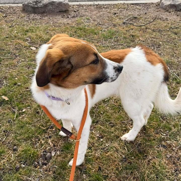 Bunny, Adoptable, Young Female Treeing Walker Coonhound & Terrier.
