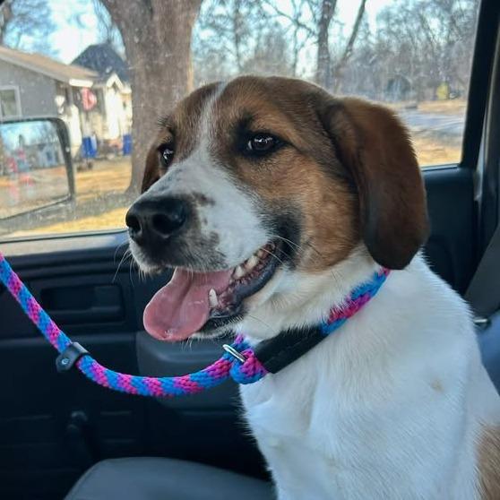 Enlarge Bunny, a Adoptable mixed breed in Vinita, OK image 2/6