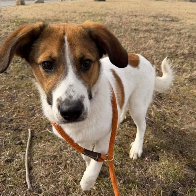Enlarge Bunny, a Adoptable mixed breed in Vinita, OK image 5/6