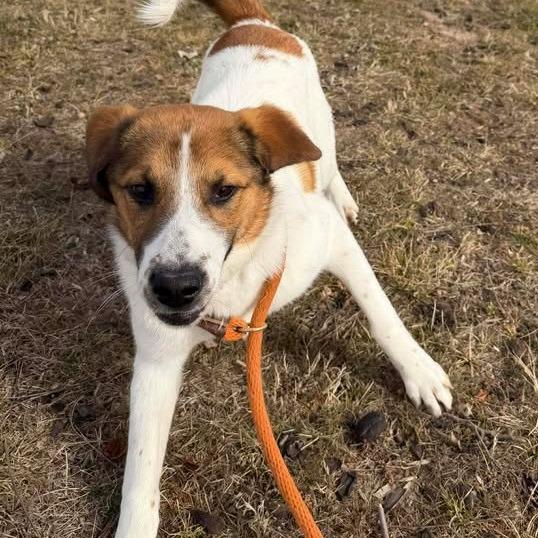 Enlarge Bunny, a Adoptable mixed breed in Vinita, OK image 6/6