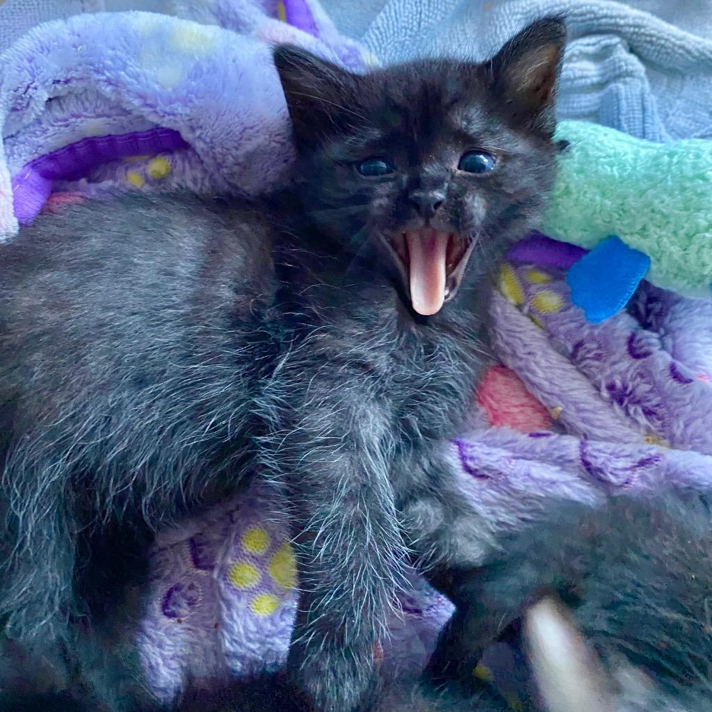 Flo, Adoptable, Kitten Female Domestic Short Hair.