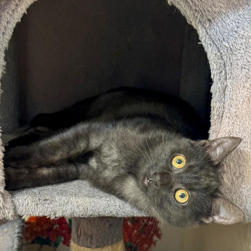 Flo, a Adoptable mixed breed in Cambria, CA image 2/5